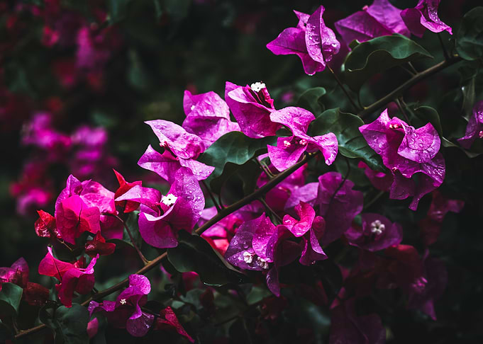 Bougainvillea
