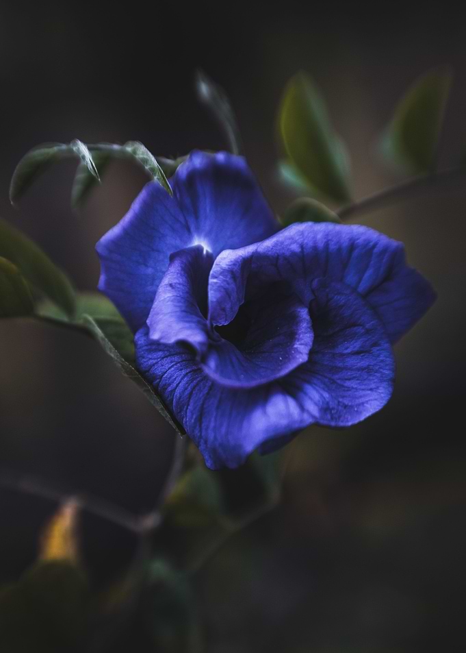 butterfly pea in blue
