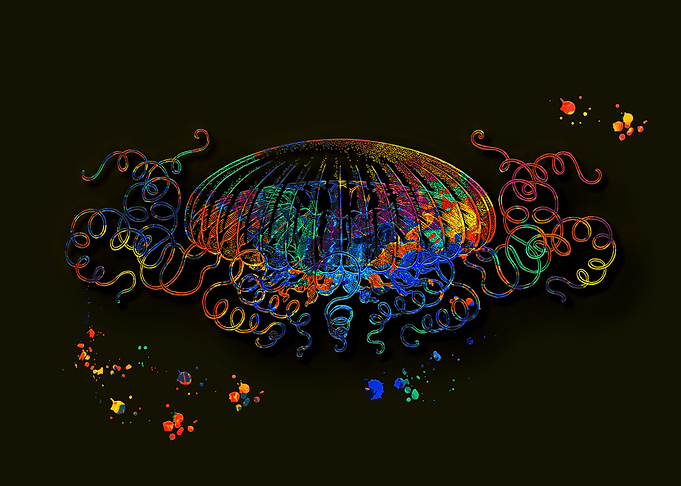 Jellyfish