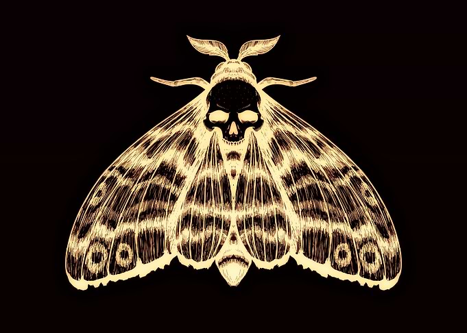 Moth Skull Design