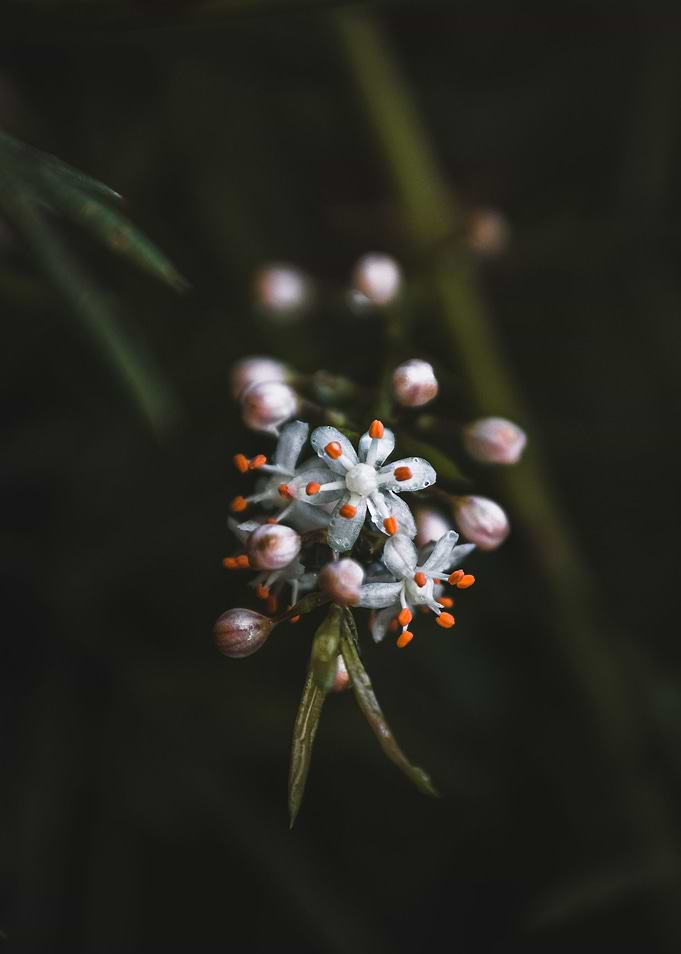 Asparagus Flower Macro