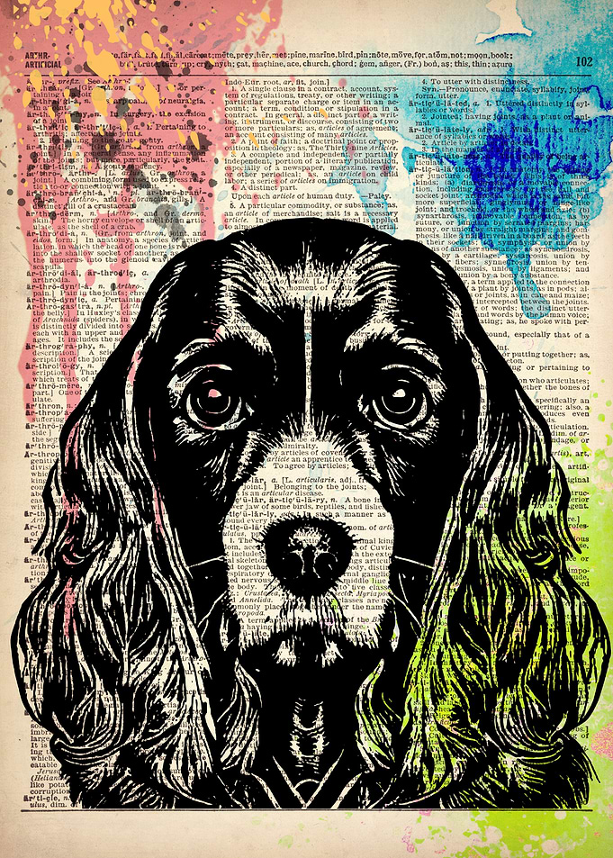 English Cocker Spaniel dog