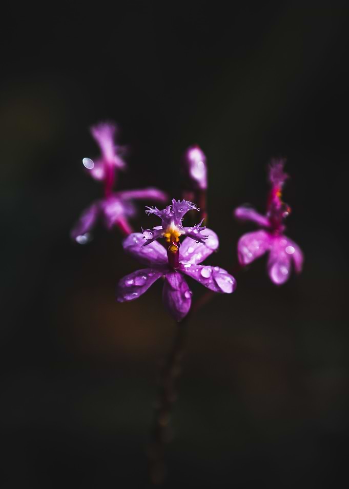 Epidendrum in pink