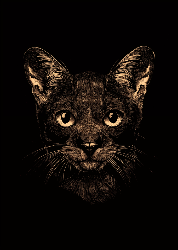 Black Cat Design