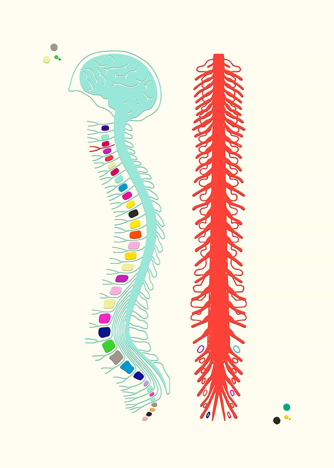 Spine