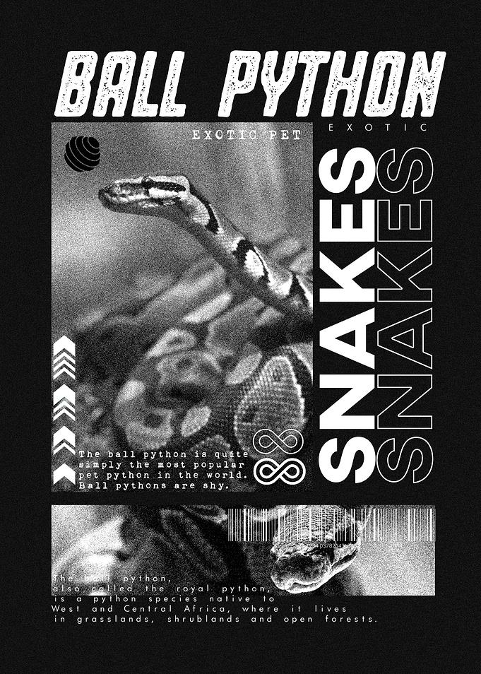 Ball Python Modern