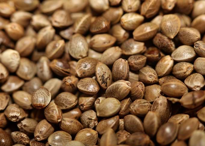 Cannabis seeds close up