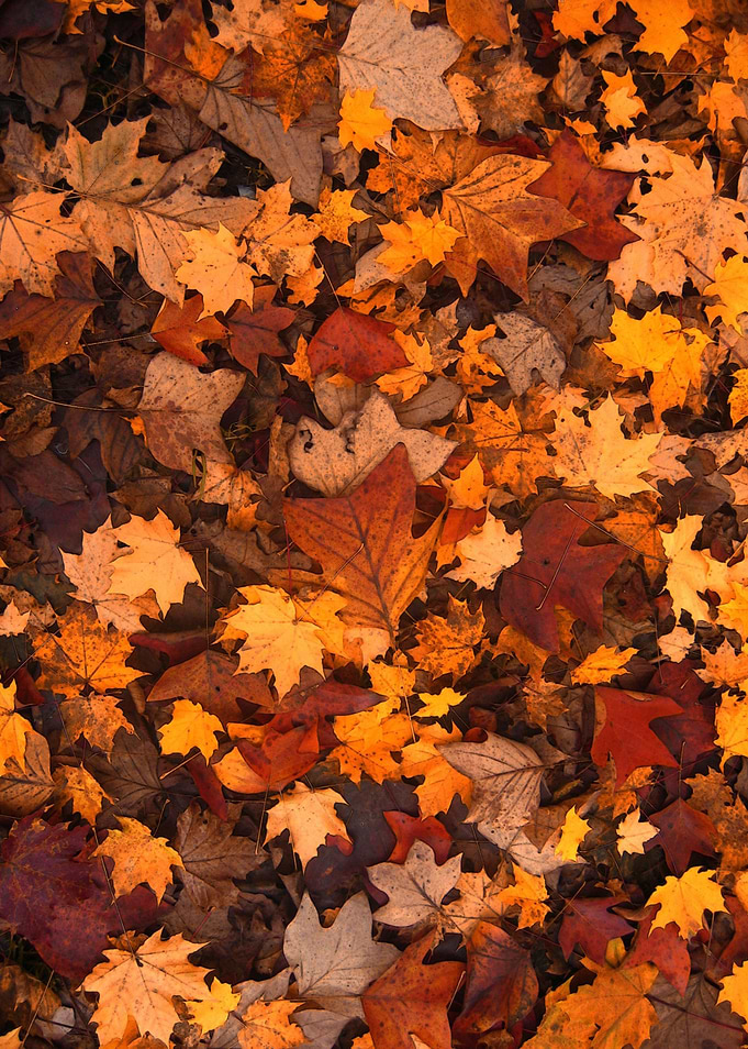 autumn Red leaf