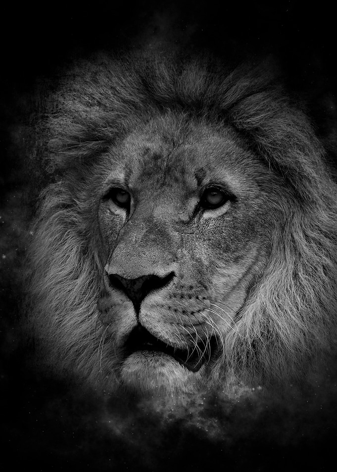 lion