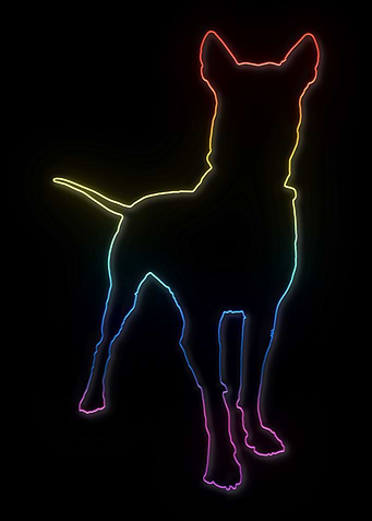 Neon Thai Ridgeback Dog