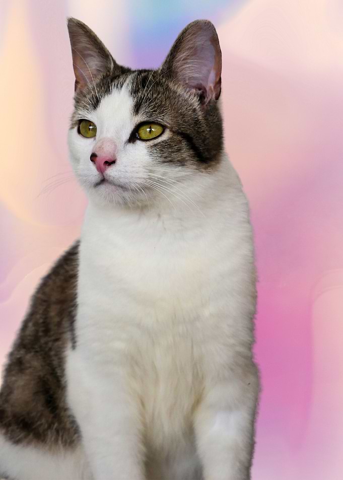 Cat Stare