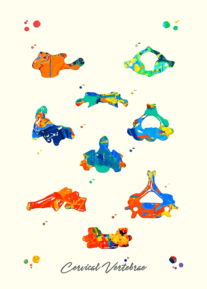 Cervical Vertebrae