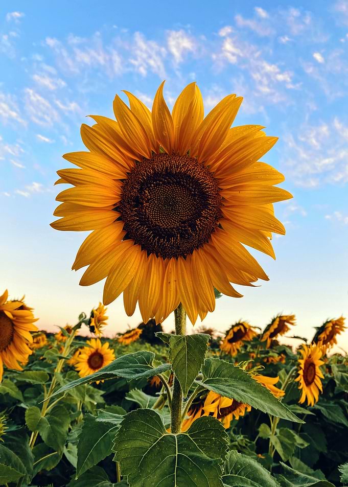 Sunflower at Field Nature