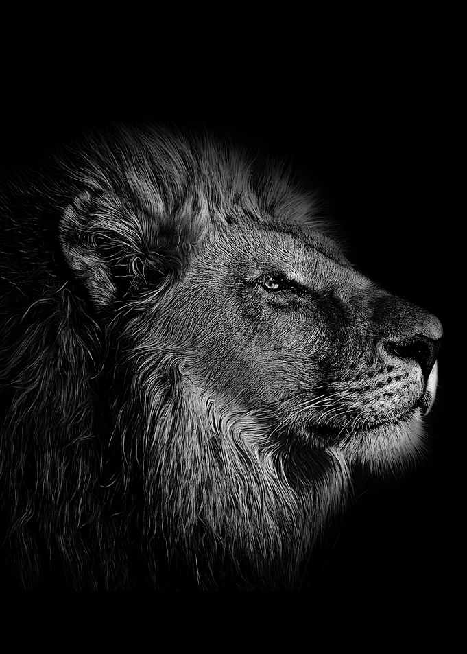 lion