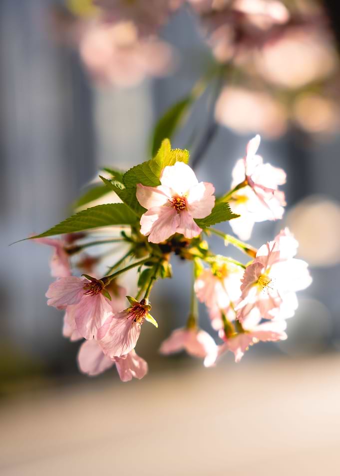 sakura flower
