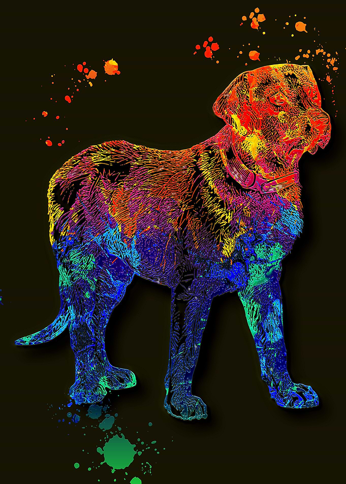 Dog