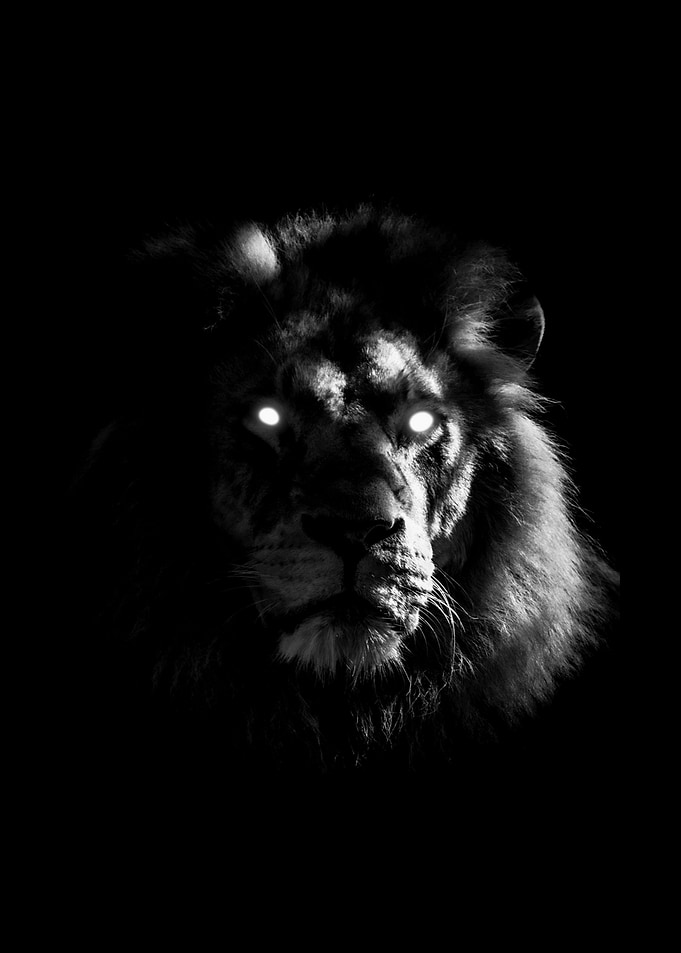 lion