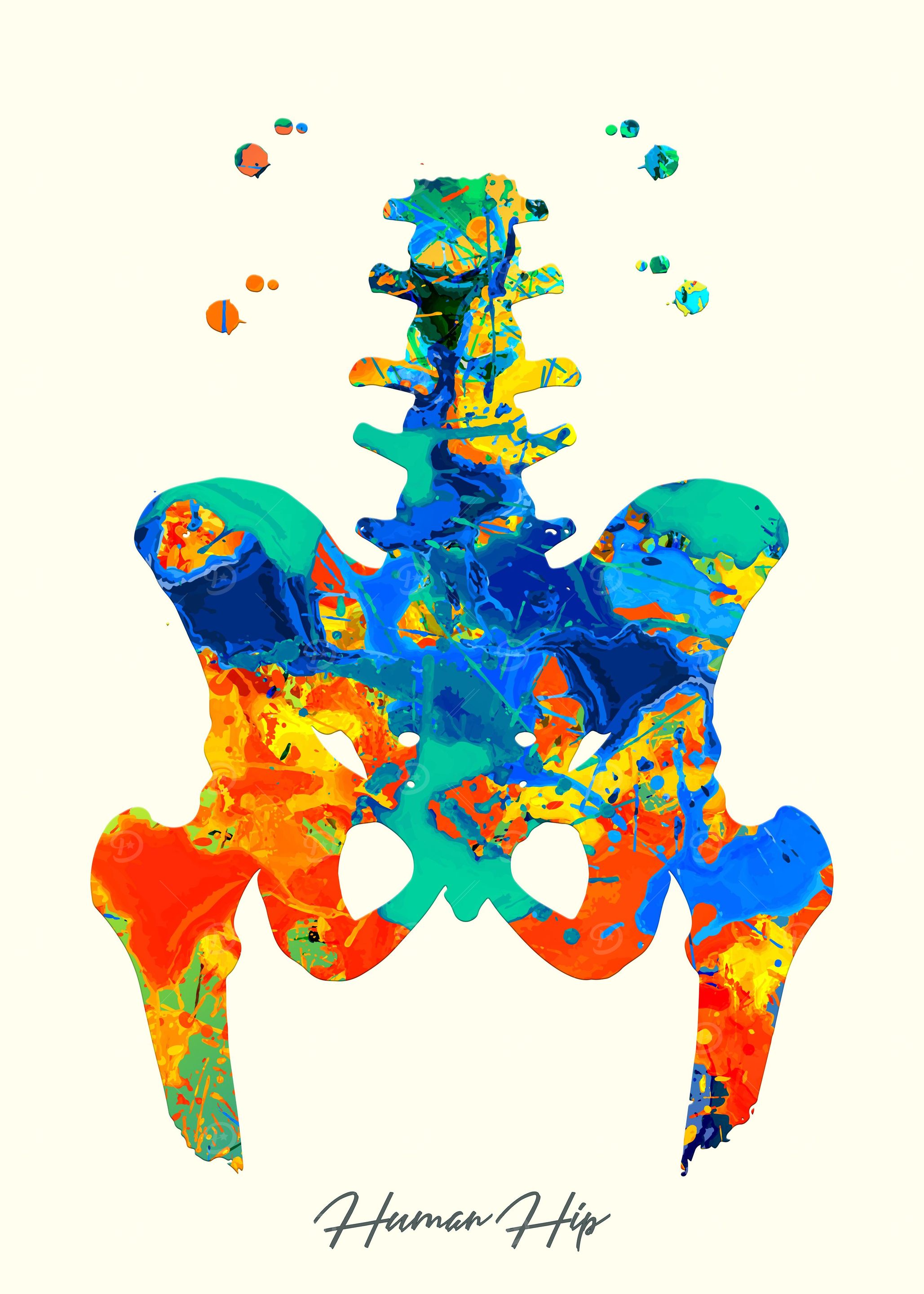 Human Hip
