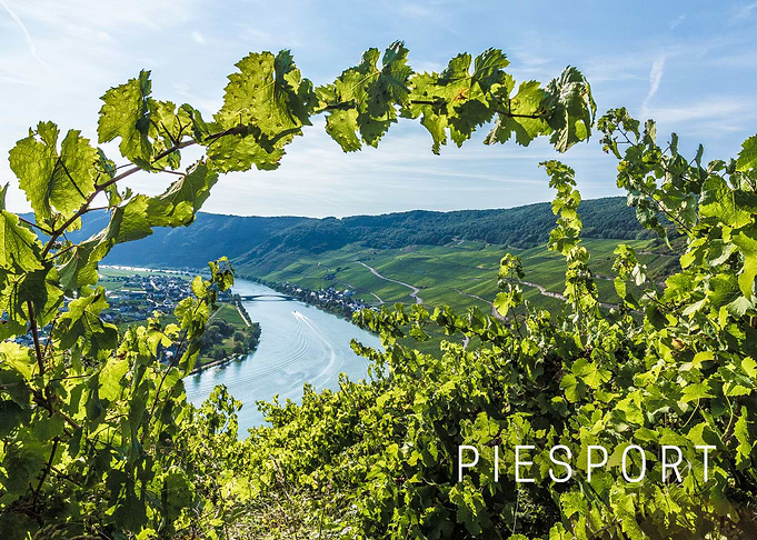 Piesport Moselle Vineyard