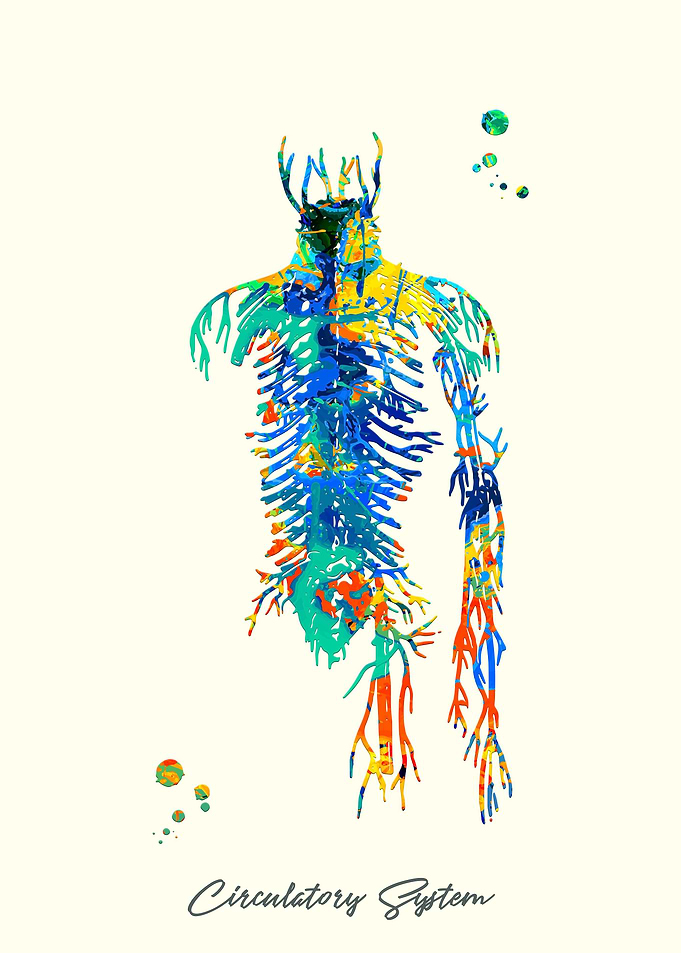 Circulatory System