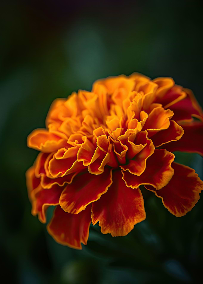 Orange marigold