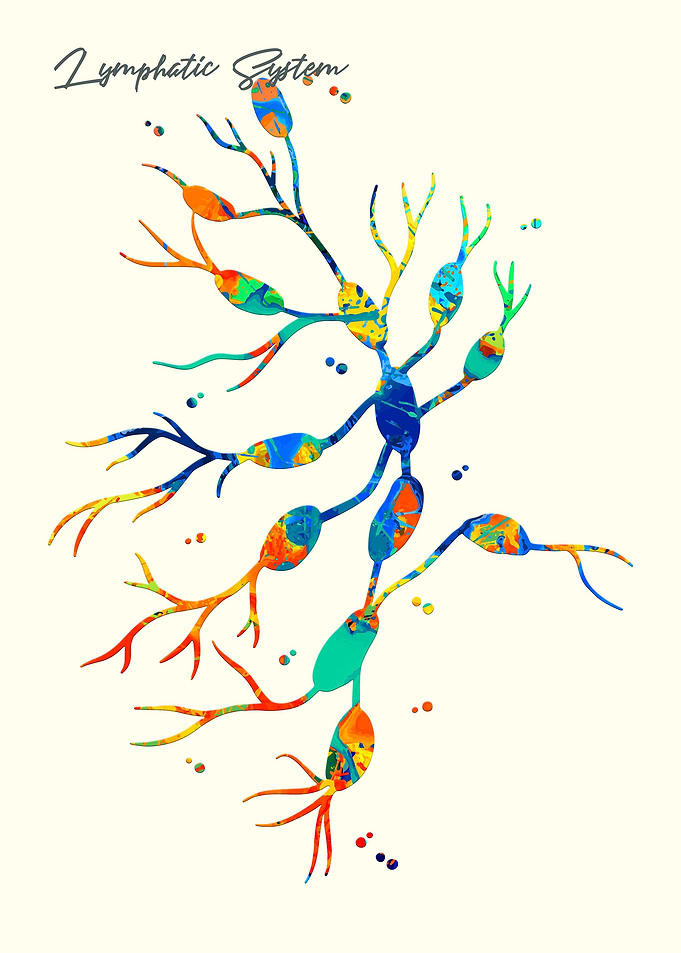 Lymphatic System