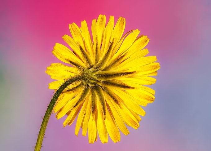 Macro of a taraxacum