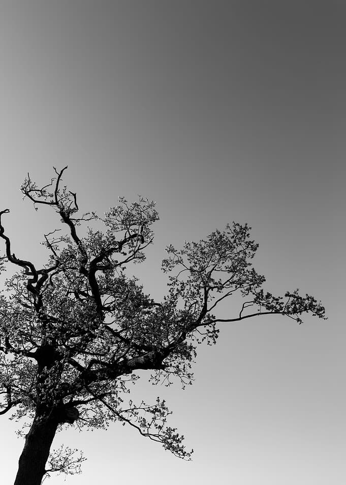 Tree Silhouette Sunset