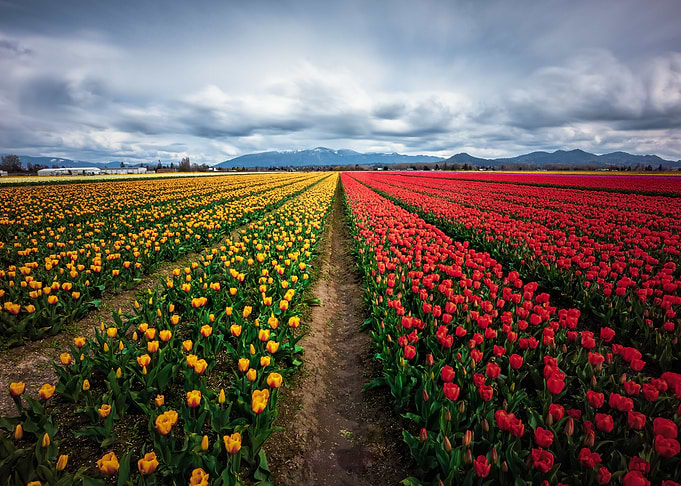 Tulip Field