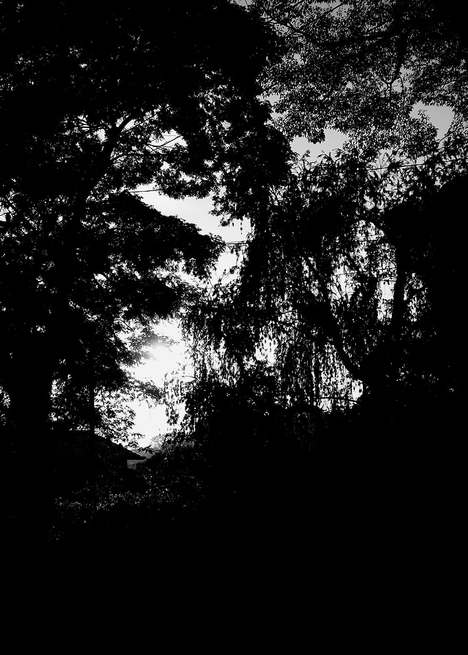 Black and White Greenery