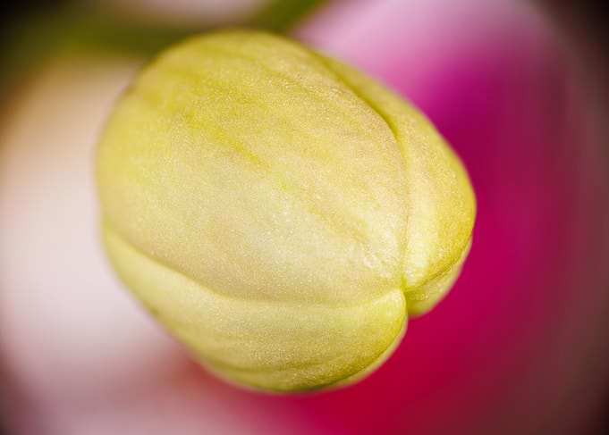 Macro of an orchid flower