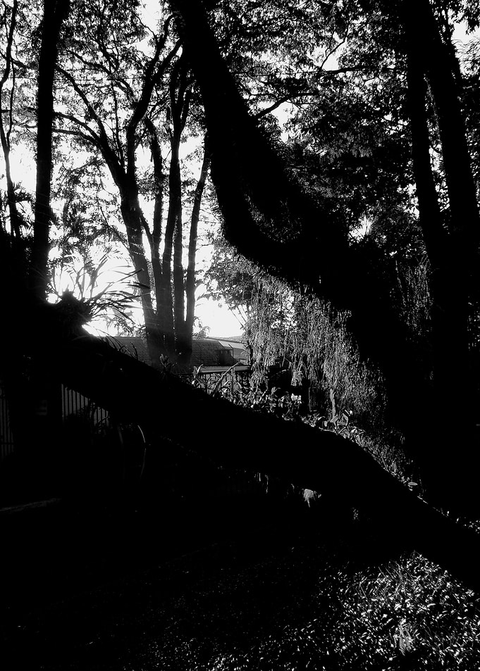 Black and White Trees