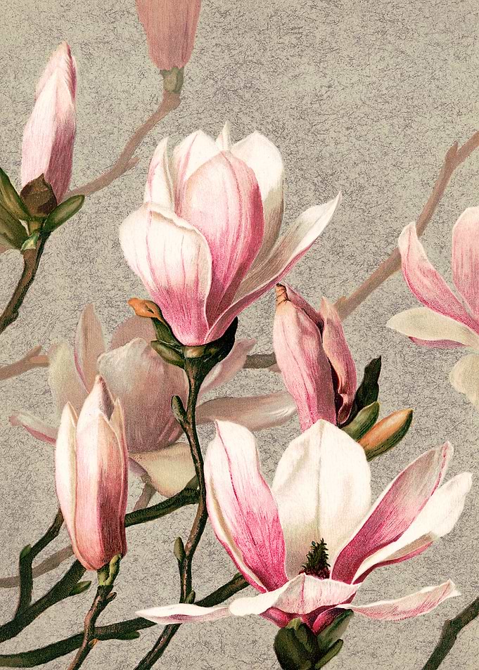 Magnolia