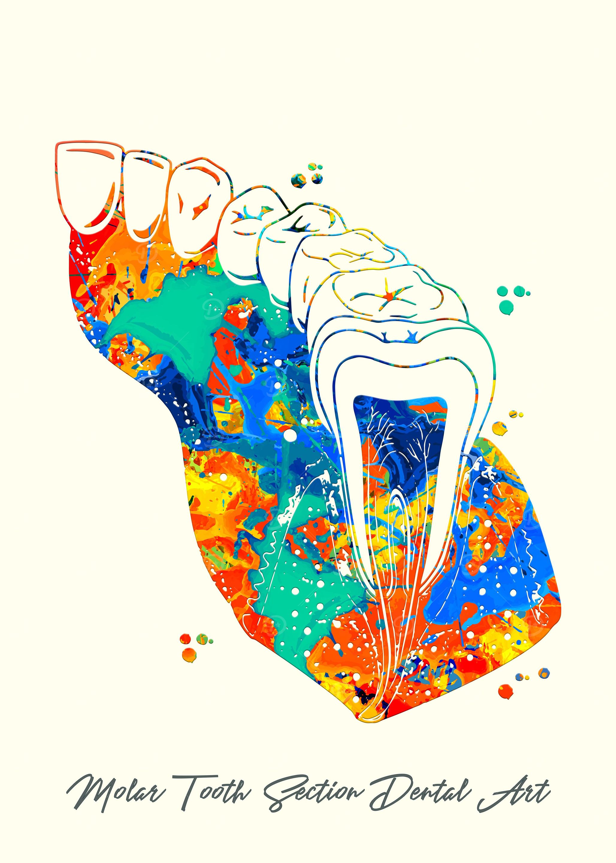 Molar Tooth Section Dental