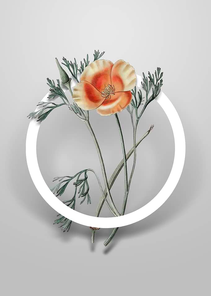 Saffron Eschscholzia Art