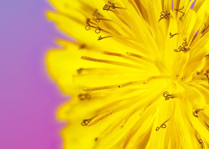Macro of a taraxacum