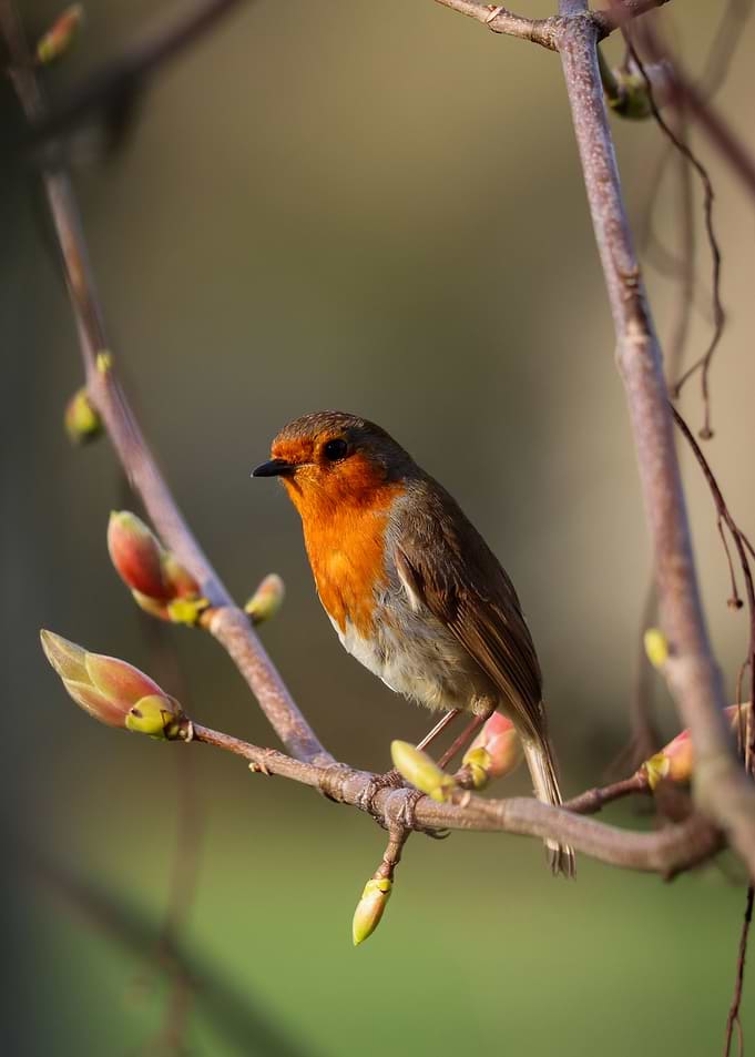 Robin sat on a tree branch