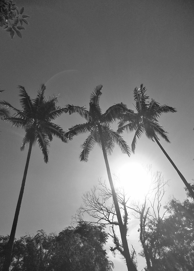 Black and White Palm Tree