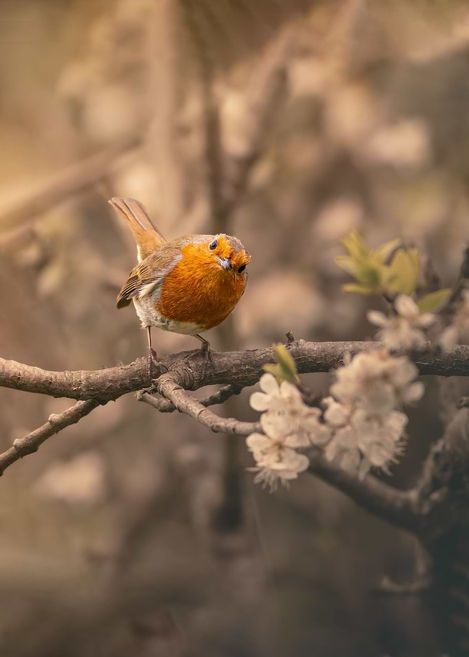 Robin