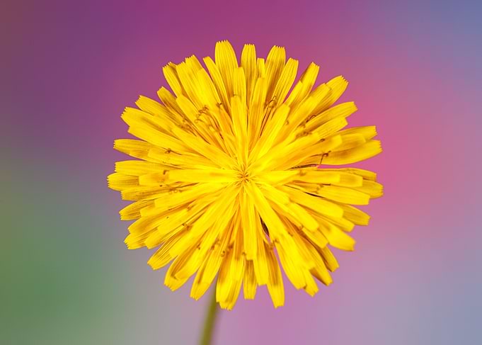 Macro of a taraxacum