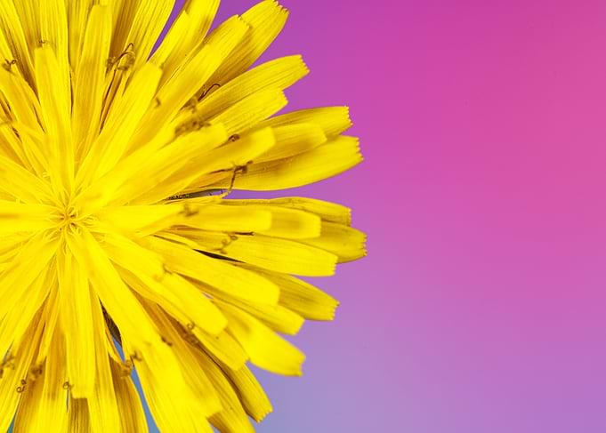 Macro of a taraxacum