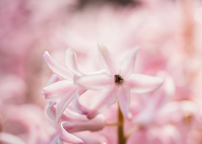 Lily flower