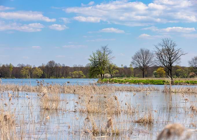 Spring pond, wild nature