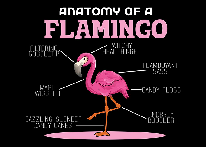 Anaotomy Of A Flamingo
