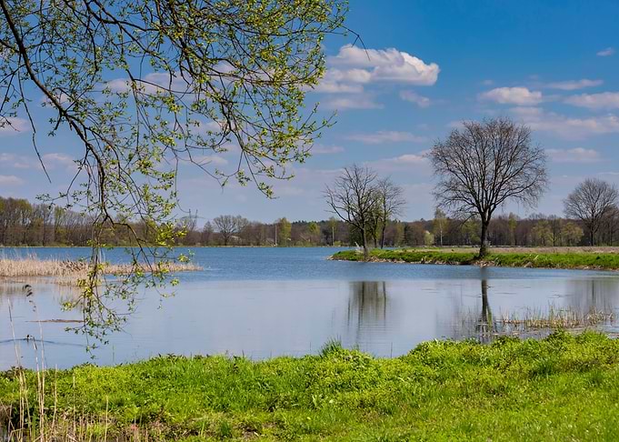 Spring pond and trees