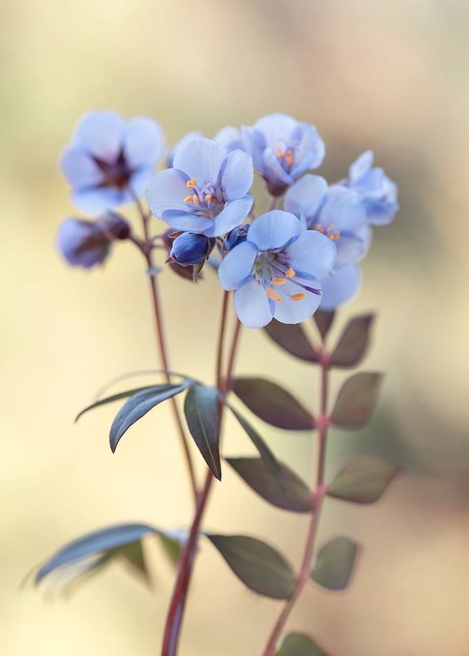 Small blue spring flowers
