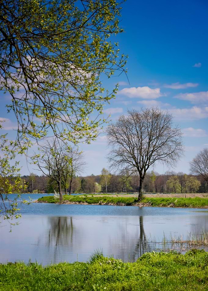 Spring pond and blue sky