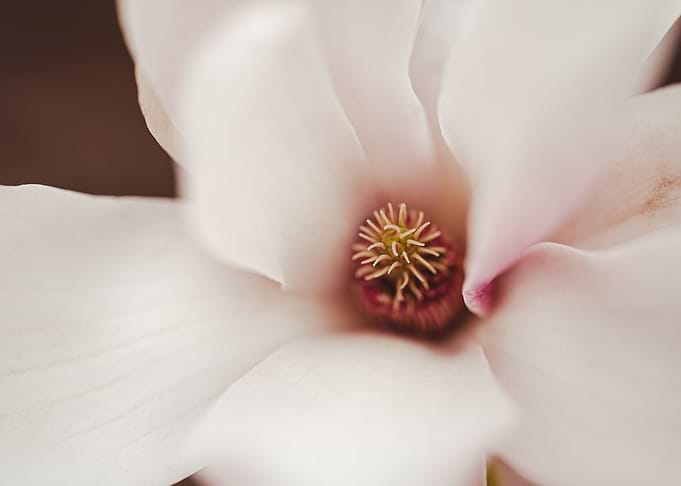 Some flower