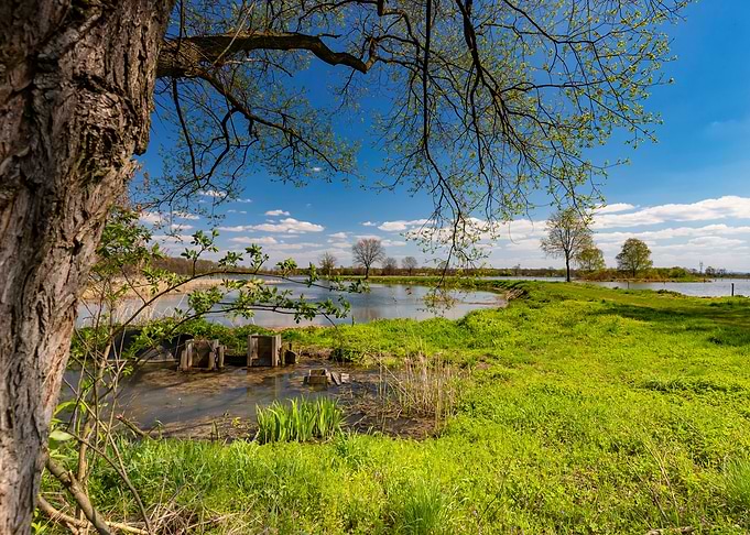 Spring in the wilderness
