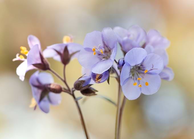 Small purple spring flower
